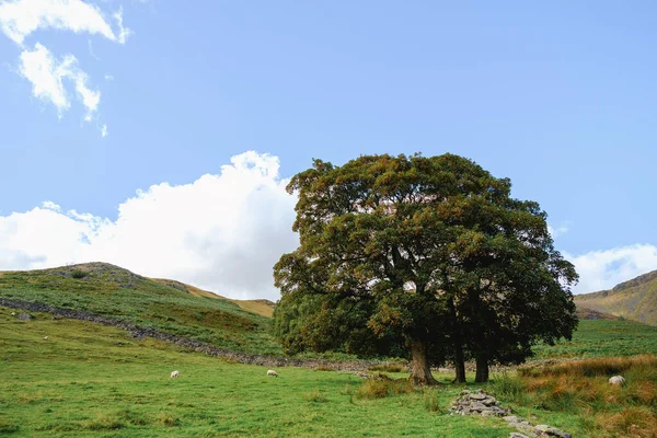 イギリスのカンブリア州にある山の上の木 — ストック写真