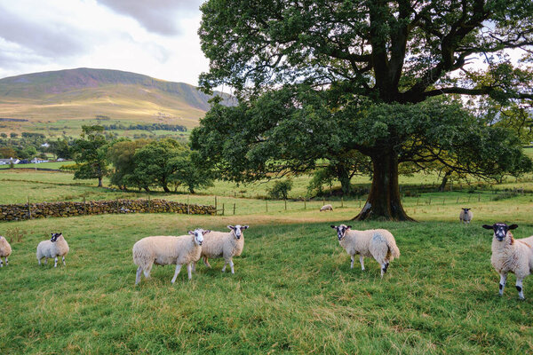 Mountains and sheep farm field view in Cumbria, England, United Kingdom