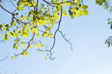 Mavi gökyüzüne karşı yeşil yaprak