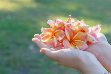 Plumeria 'yı tutan el kadını, Frangipani Çiçeği.