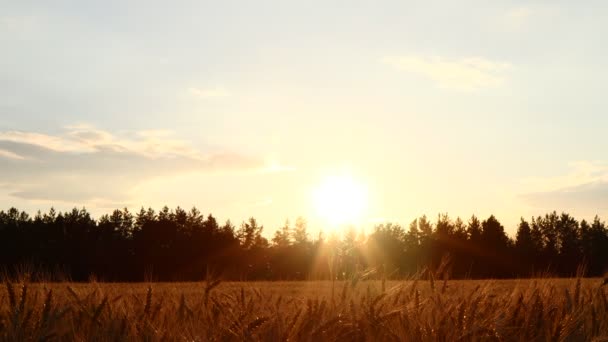 Zeitraffer Bei Sonnenuntergang Über Weizenfeld Mit Ausdrucksvoll Schönem Bewölkten Himmel — Stockvideo
