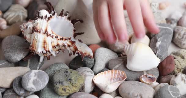孩子们的手把贝壳包在鹅卵石上 这个女孩建造了一座石子和海壳的塔 — 图库视频影像