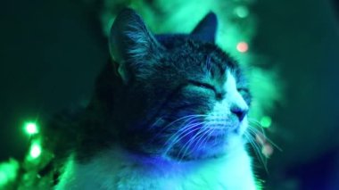 Noel ışıklarının altındaki kedi. Sevimli, ciddi, ilgisiz bir kedi renkli bir çelengin parıltısında uyukluyor..