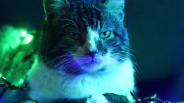 Noel ışıklarının altındaki kedi. Sevimli, ciddi, ilgisiz bir kedi renkli bir çelengin parıltısında uyukluyor..