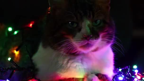 Cat Light Christmas Lights Cute Serious Indifferent Cat Dozing Glow — Stock Video