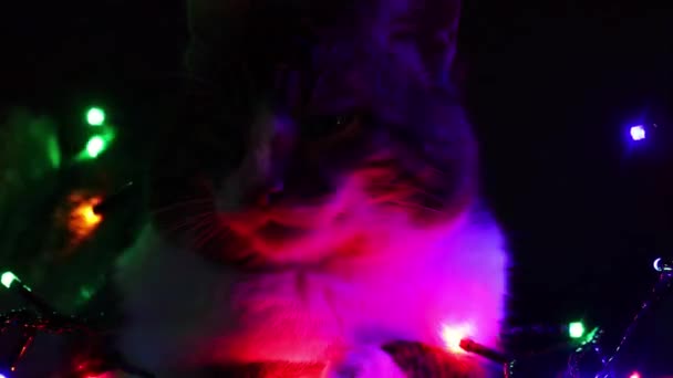 圣诞灯下的猫 一只可爱 冷漠的猫在五彩斑斓的花环中打瞌睡 — 图库视频影像
