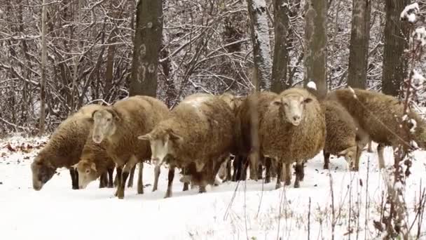 Flock Bruna Får Betar Vinterskog — Stockvideo