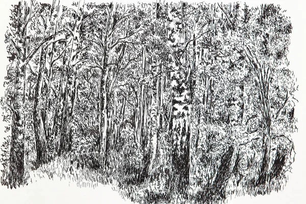 Dense Forest Illustration Detailed Drawing Old Scary Dense Forest Drawn — Stock Photo, Image