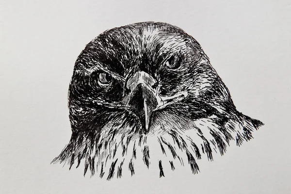 Illustration Tête Aigle Esquisse Détaillée Une Tête Aigle Regard Sévère — Photo