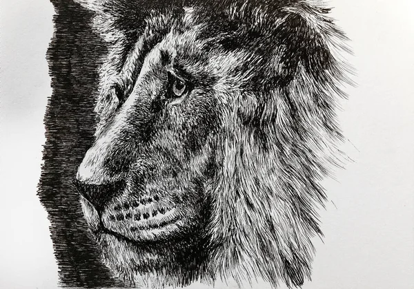 Resim - güzel, üzgün, düşünceli bir aslan. Aslan burnu resmi yan tarafında bir gemi tarafından çizilmiş..