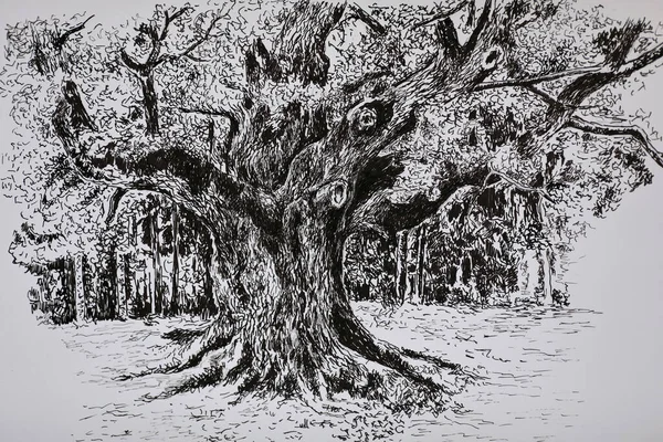 Vecchio Albero Illustrazione Disegno Dettagliato Grande Albero Con Molti Rami — Foto Stock