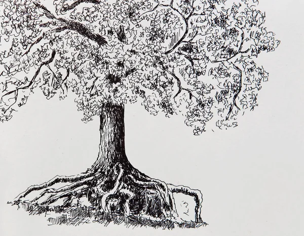 イラスト 古い大きな木 ライナーで描かれた枝分かれした強い根と枝を持つ木の描画 — ストック写真
