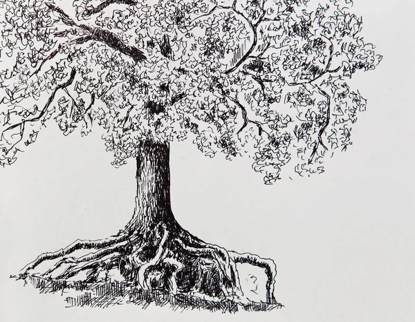 Illustrazione Vecchio Albero Grande Disegno Albero Con Una Radice Forte — Foto Stock