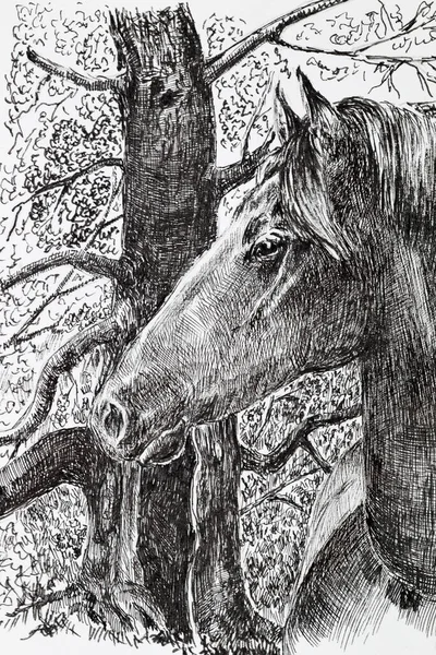 Portret Konia Ilustracja Szczegółowy Rysunek Głowy Konia Narysowany Przez Liner — Zdjęcie stockowe