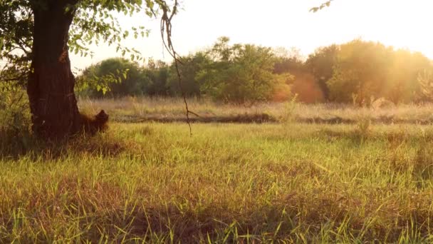Egy Fiatal Srác Sétál Egy Kutyával Erdőben Naplementekor Sport Kocogás — Stock videók