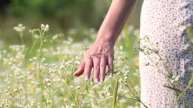 Kız, yaz güneşli bir günde beyaz bir elbiseyle bir çiçek tarlasında yürüyor. Kadın elini çiçeklerin üzerinden geçiriyor. Genç bir kızın elinin dokunuşuyla beyaz papatyalar sallanıyor.