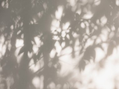 Ağaç duvarda gölge bırakıyor Doğa soyut arkaplan