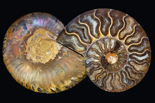 Nautilus fosil bölüm çapraz kabuk simetri deseni doğa arkaplanı