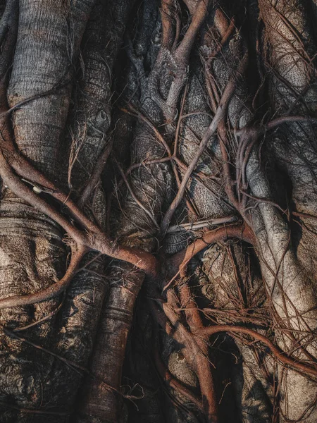 Дерево Ствол Корни Текстуры Природный Фон Привидениями Леса — стоковое фото