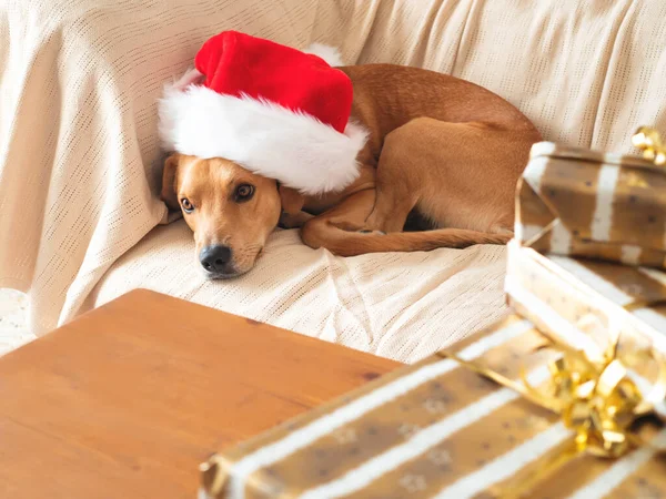 Cão dourado bonito no sofá acolhedor com chapéu de Papai Noel vermelho — Fotografia de Stock