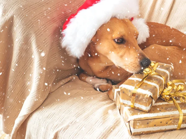 Niedlicher goldener Hund auf gemütlicher Couch mit roter Weihnachtsmütze — Stockfoto