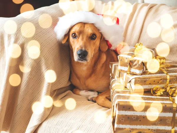 Netter goldener Hund auf gemütlicher Couch mit Weihnachtsmütze, Lichter — Stockfoto
