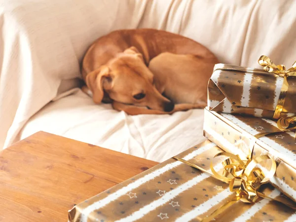 Милая золотая собака на уютном диване с пачкой подарков — стоковое фото