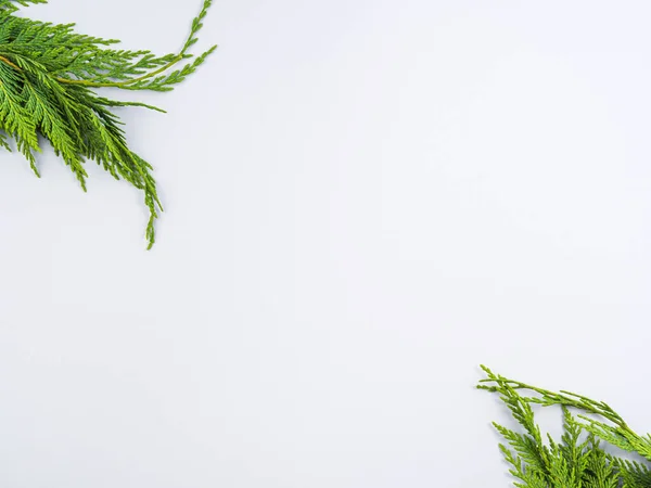 Vinter grön gran grenar ram på grå bakgrund Stockfoto