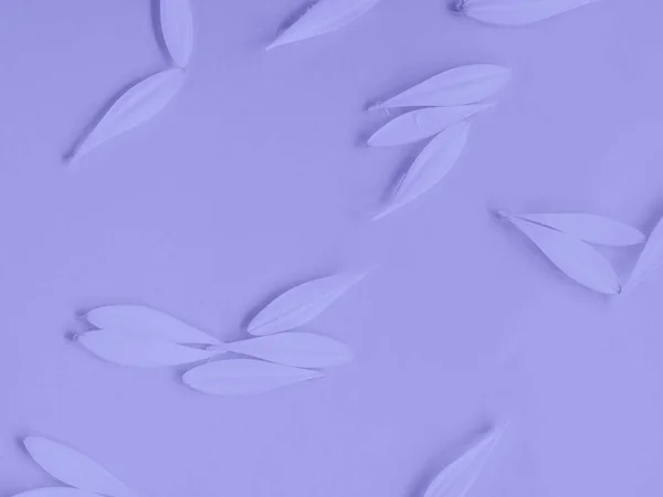 Púrpura hermosa gerberas pétalos de flores sobre fondo monocromo — Foto de Stock