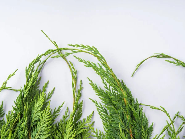 Kış yeşili köknar ağacı thuja dalları gri arkaplanda