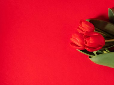 Sevgililer Günü 'nde kırmızı laleler, tek renkli tebrik kartı.