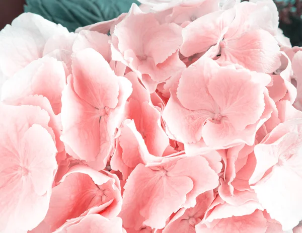 Pink hortensia flowers closeup texture greeting card — Fotografia de Stock