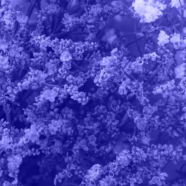 Lila getönte schöne Frühlingsblumen Blumenstrauß Nahaufnahme. — Stockfoto