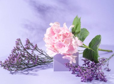 Mor arka planda pembe ortanca çiçekli bahar çiçeği podyumu sahnesi. Modern tebrik kartı