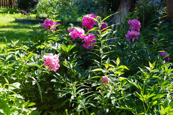 Sonnenbeschienene Rosenpfingstrosen Sommergarten — Stockfoto
