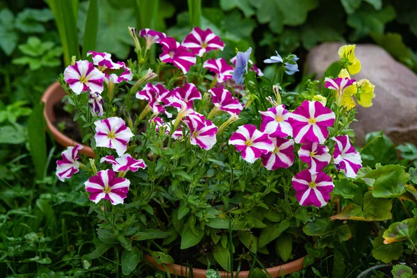 Weiße Und Rote Petunien Die Einem Blühenden Garten Cashpo Aus — Stockfoto