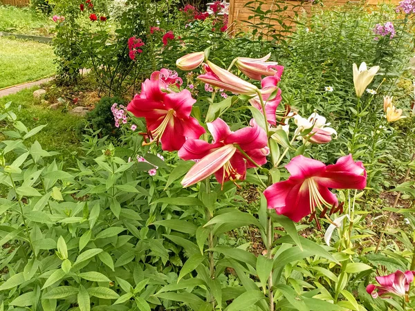 Purpurové Lilie Pupeny Květiny Rostoucí Zahradě — Stock fotografie