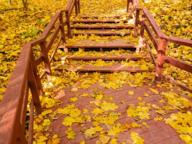 Güneşli bir sonbahar gününde parkta merdivenlerin basamakları