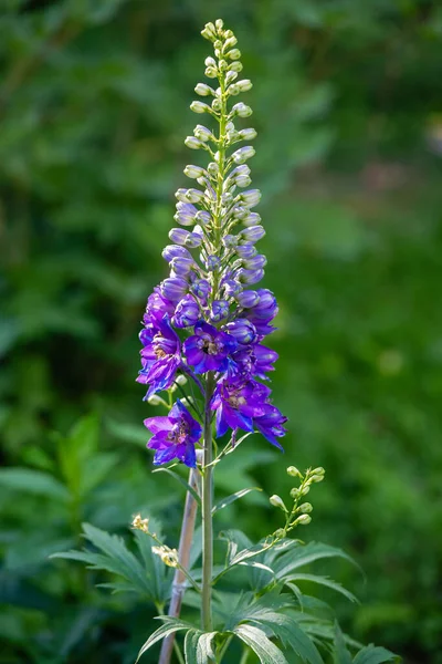 Inflorescence Blue Lupin Illuminated Setting Sun — Stock Photo, Image