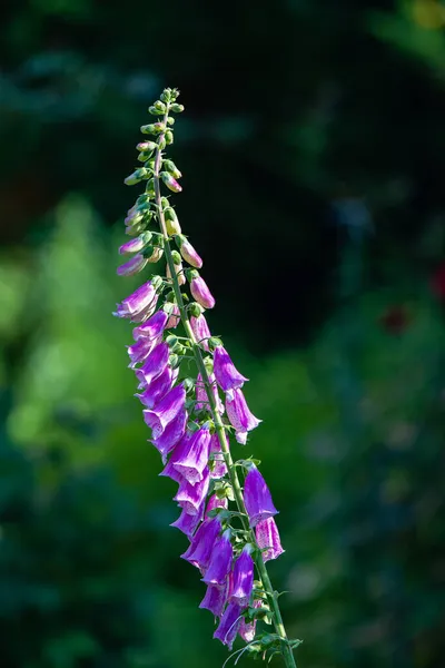 Foxglove Kwiaty Rozmytym Zielonym Tle — Zdjęcie stockowe