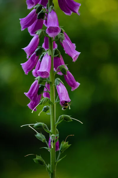 Pszczoła Zbierająca Nektar Kwiatów Digitalis Purpurea — Zdjęcie stockowe