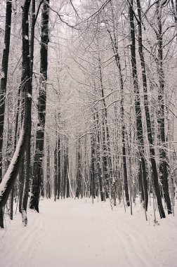snow-covered trees in the park after a snowfall - in snow and frost