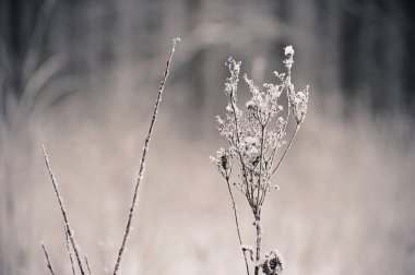 grass branches after a snowfall - in snow and frost