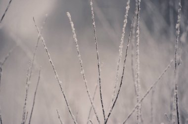 tree branches after a snowfall - in snow and frost