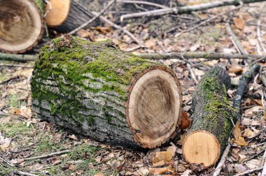 felled fallen tree with traces of a chainsaw