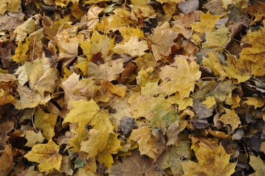 autumn fallen leaves - leaf fall background