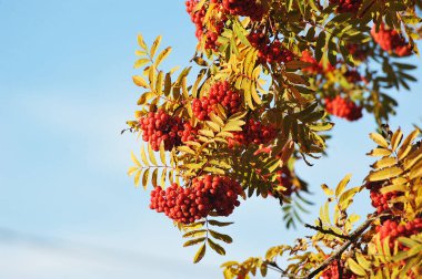 bunches of red mountain ash with autumn leaves - harvest time