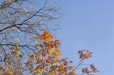 yellow trees with fallen leaves - autumn time