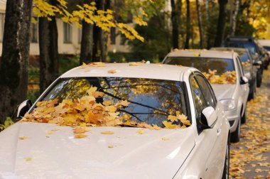 yellow fallen autumn leaves by car - autumn leaf fall