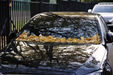 black car with fallen yellow leaves on the windshield - autumn time